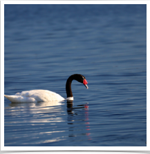 Black-Necked Swan - Paddling